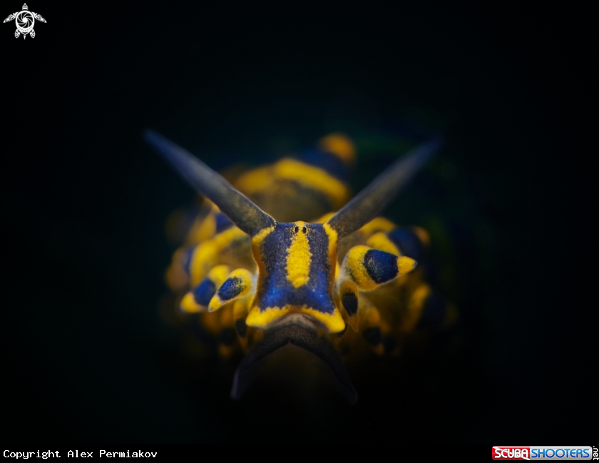A Nudibranch