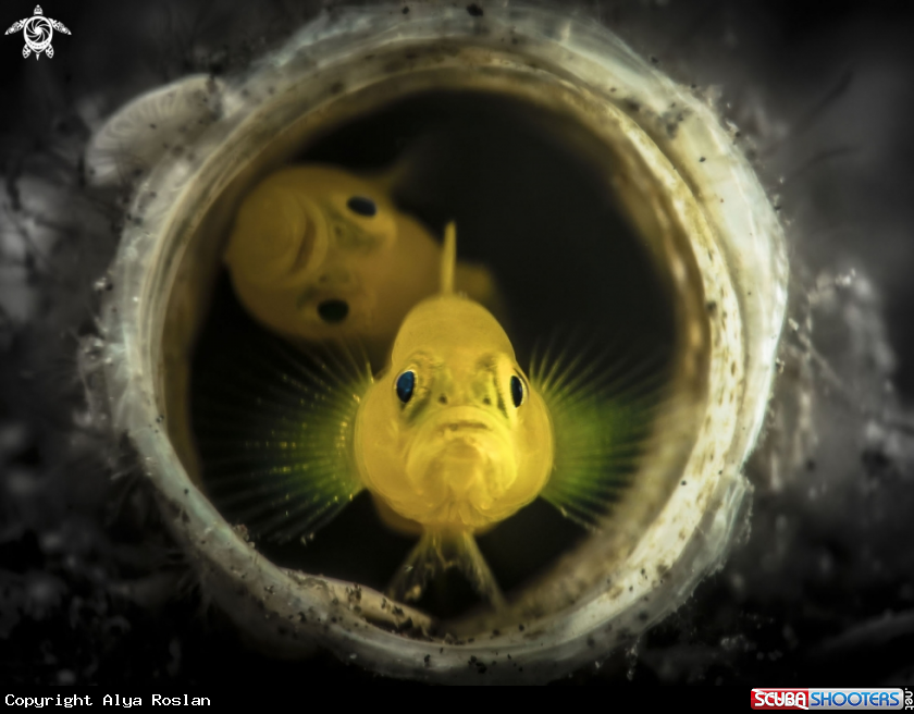 A Yellow Clown Goby