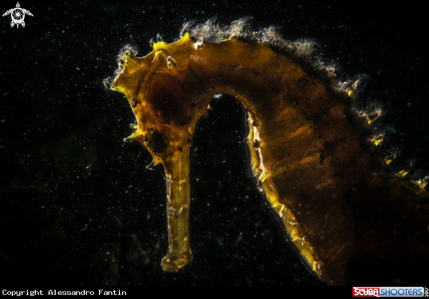 A Yellow Seahorse