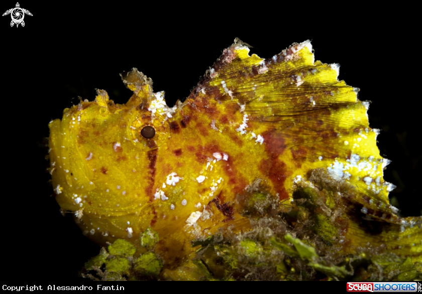 A Yellow leaf fish 