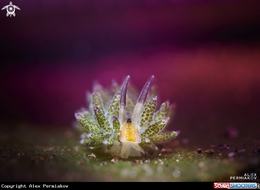 A Nudibranch
