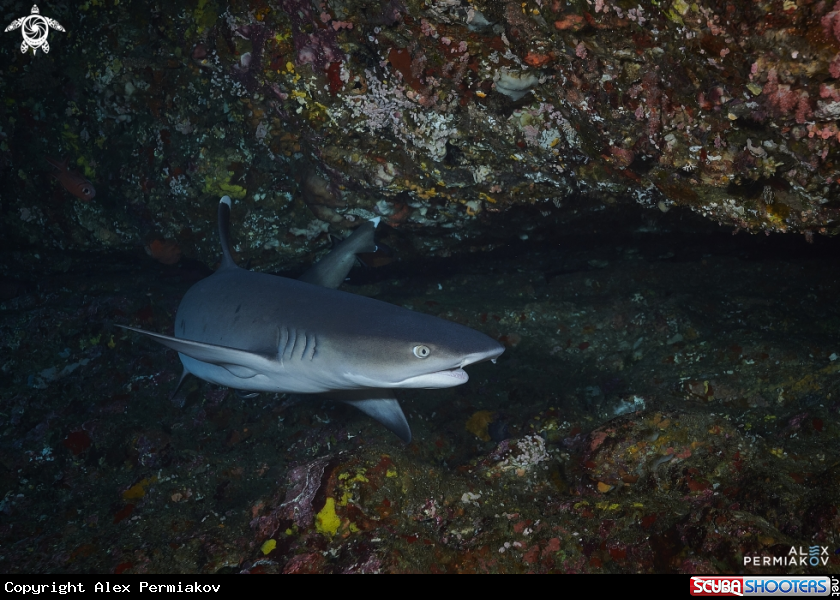 A Shark