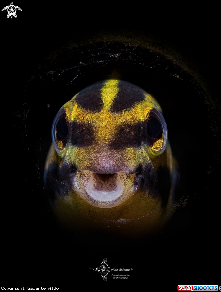 A Shorthead Sabretooth Blenny