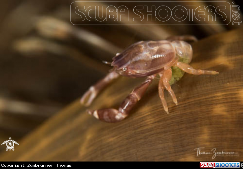 A Crab 