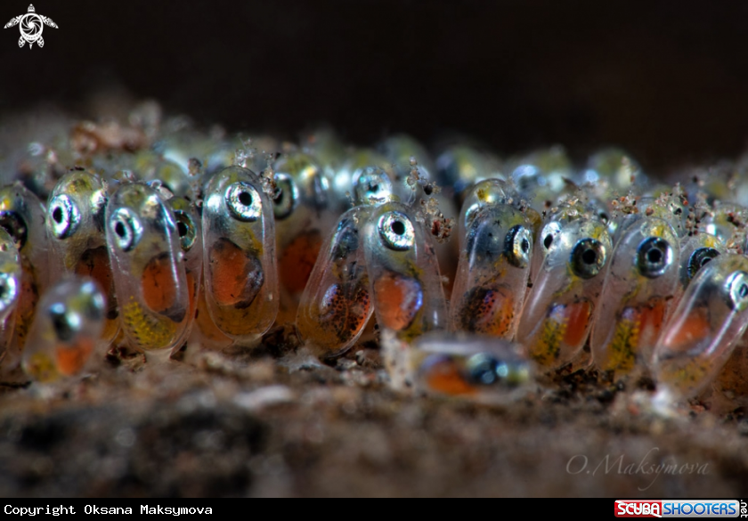 A The new generation of anemone fish 