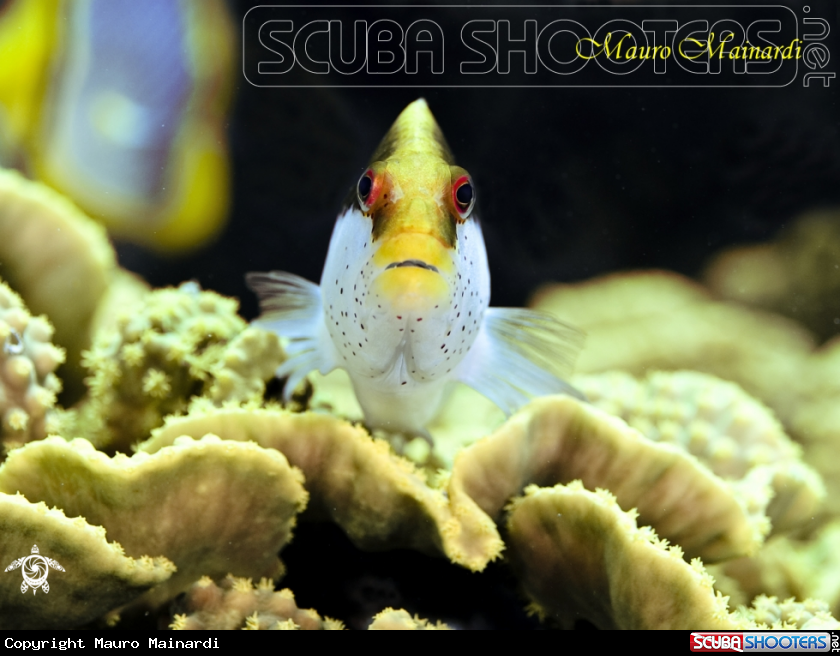 A Forster Hawkfish