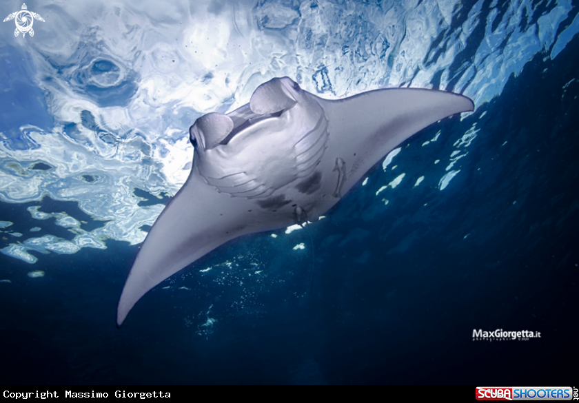 A manta ray