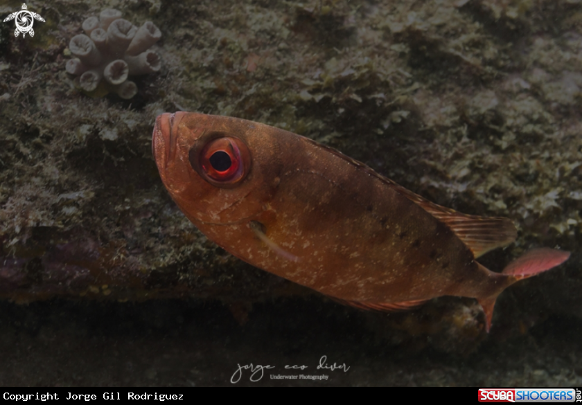 A Glasseye snapper