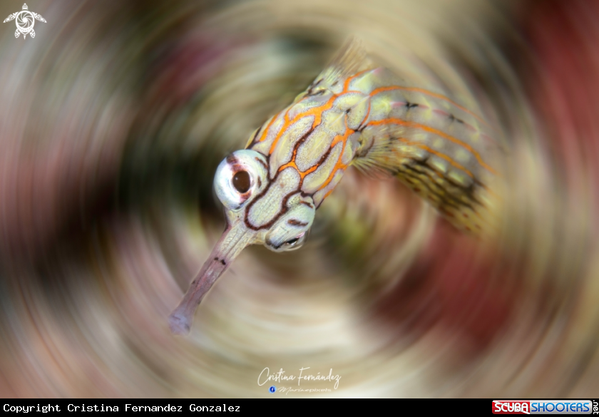 A Pipefish