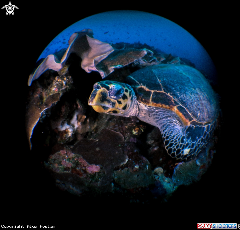 A Turtle