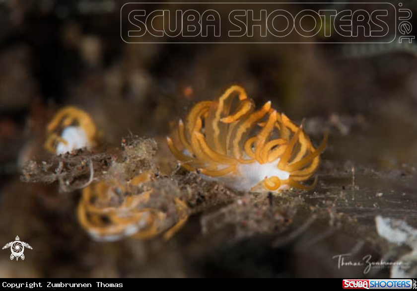 A Nudibranch 