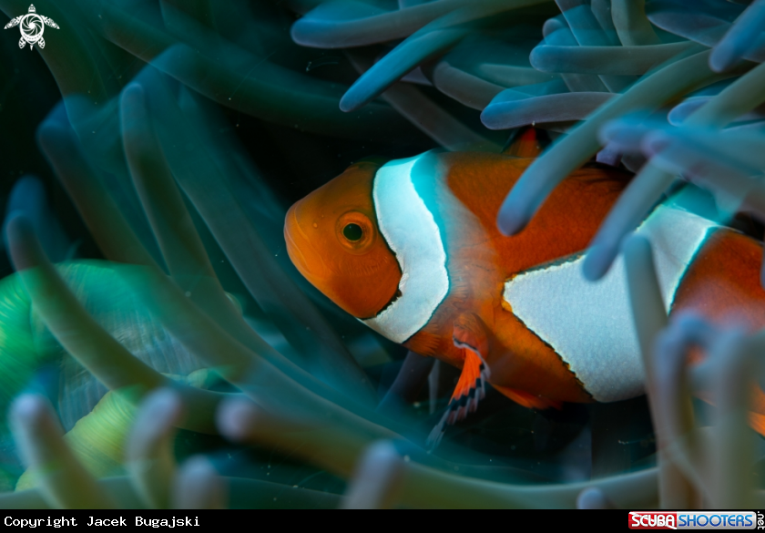 A Anemonefish