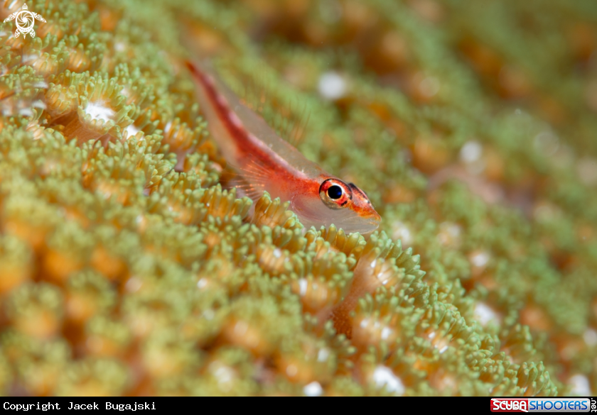 A Blenny
