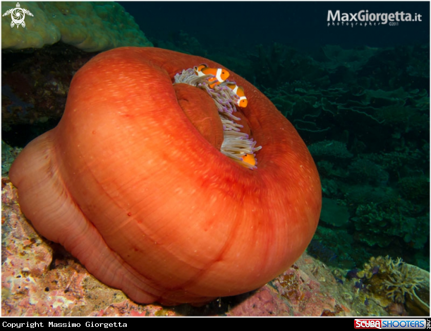 A underwater creature