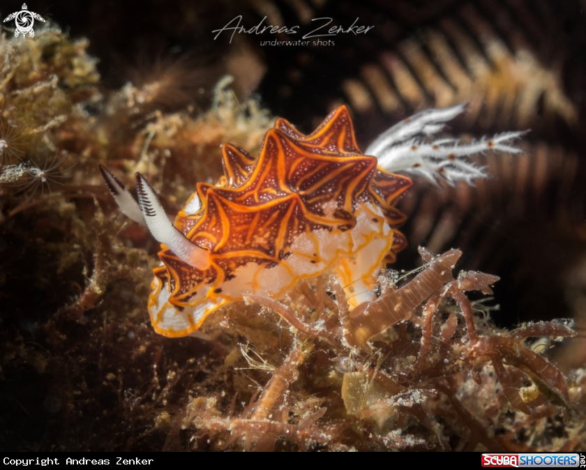 A Halgerda tessellata