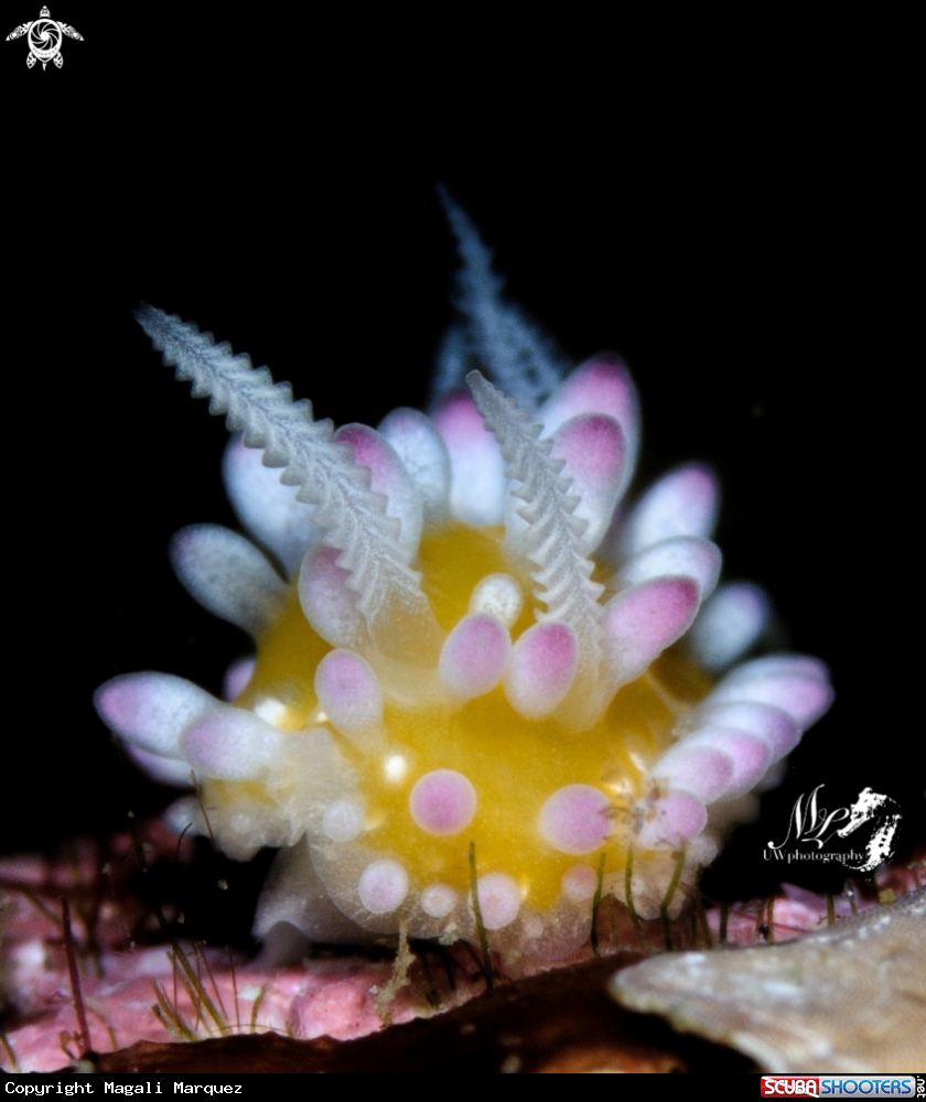 A Bubble gum nudibranch 