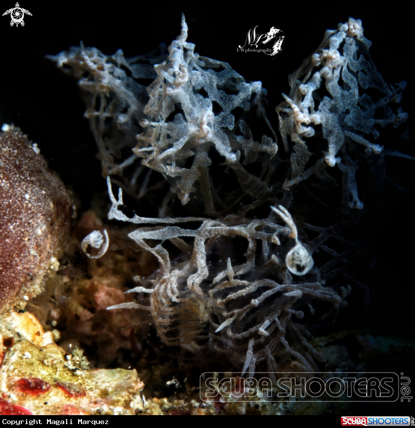 A Ghost nudibranch 