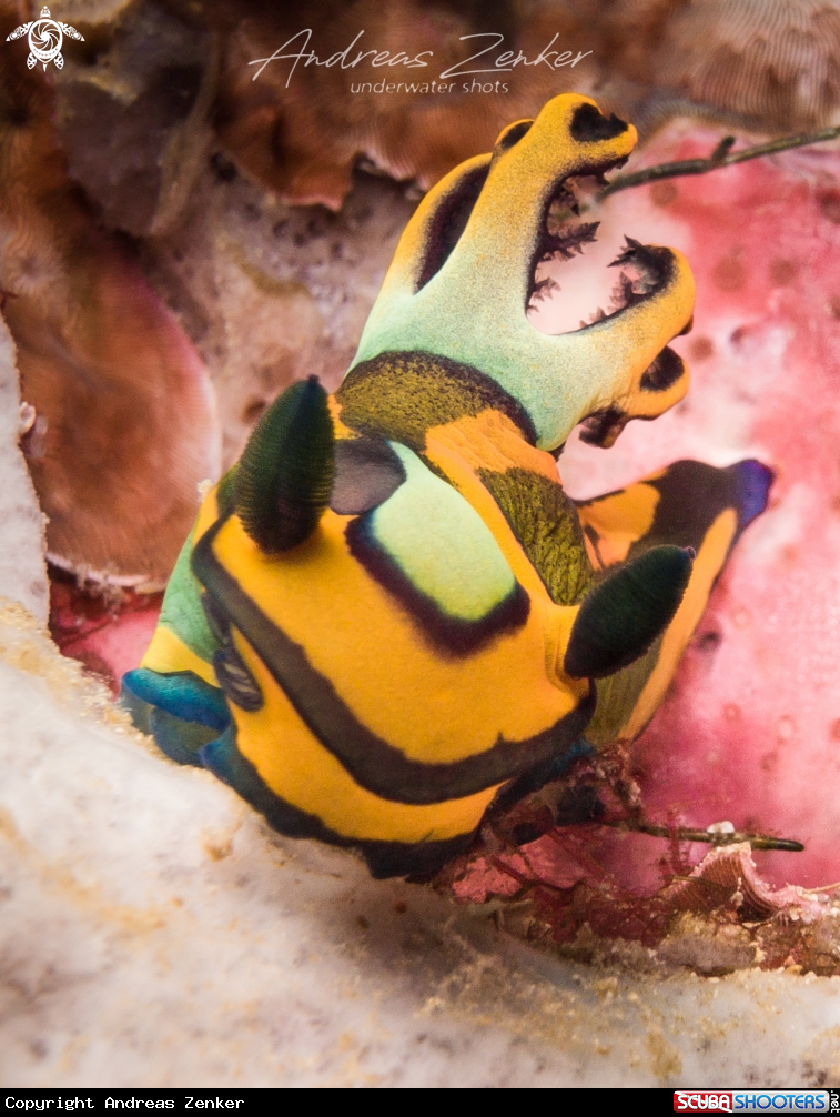 A Tamja olivaria