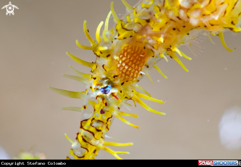 A Pipefish