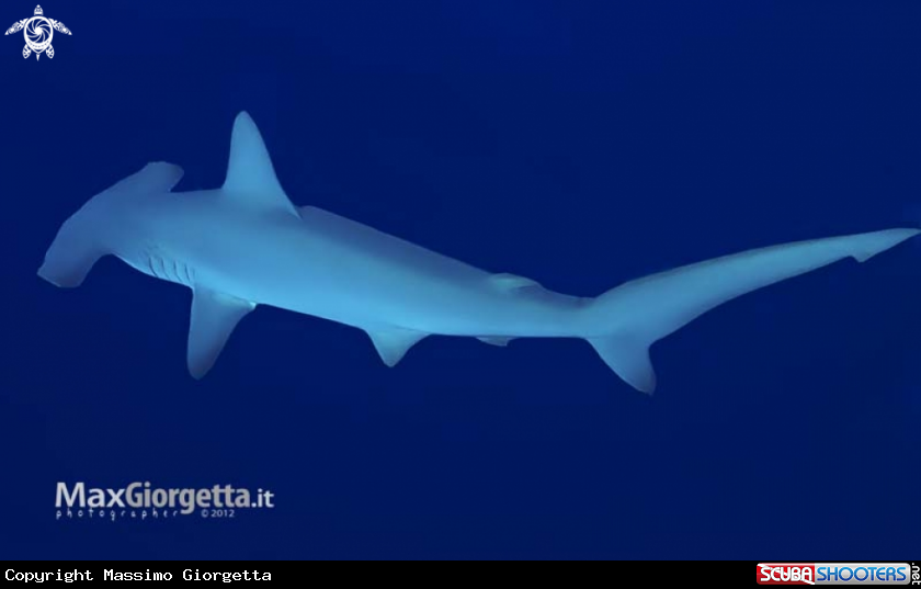 A underwater creature