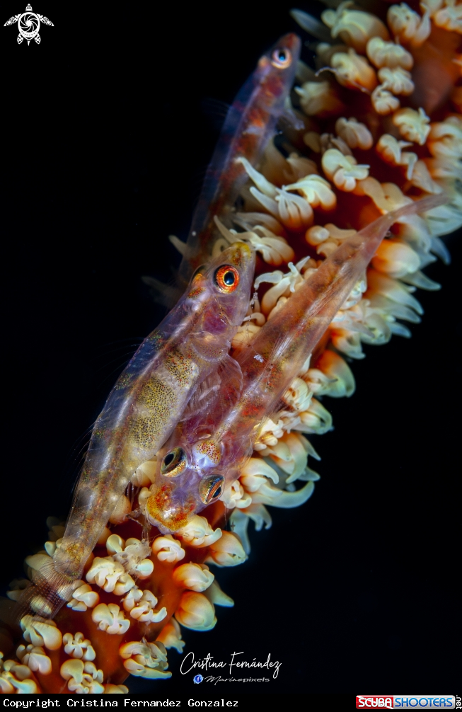 A Goby