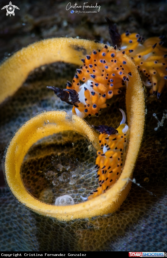 A Nudibranch