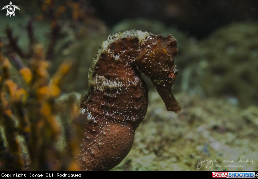 A Longsnout seahorse