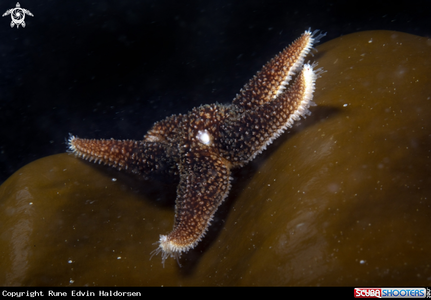 A Sea star