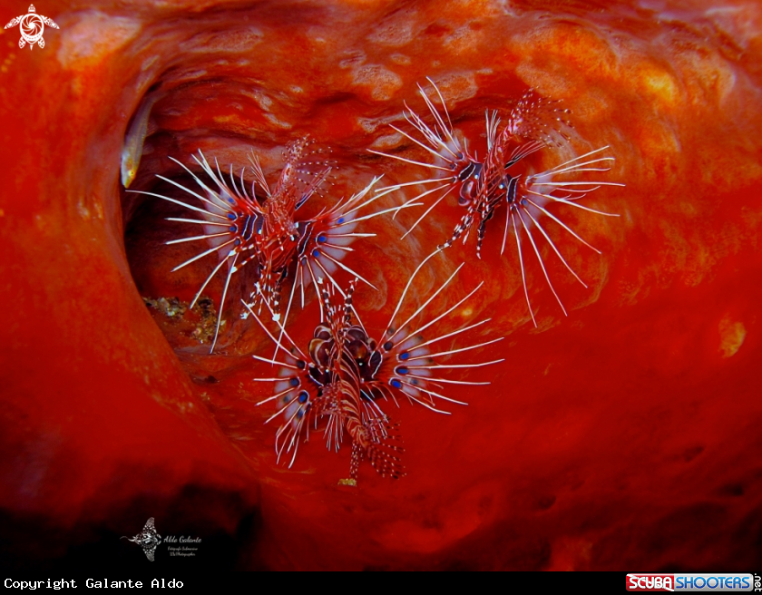 A Lionfish