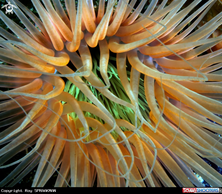 A Anemone