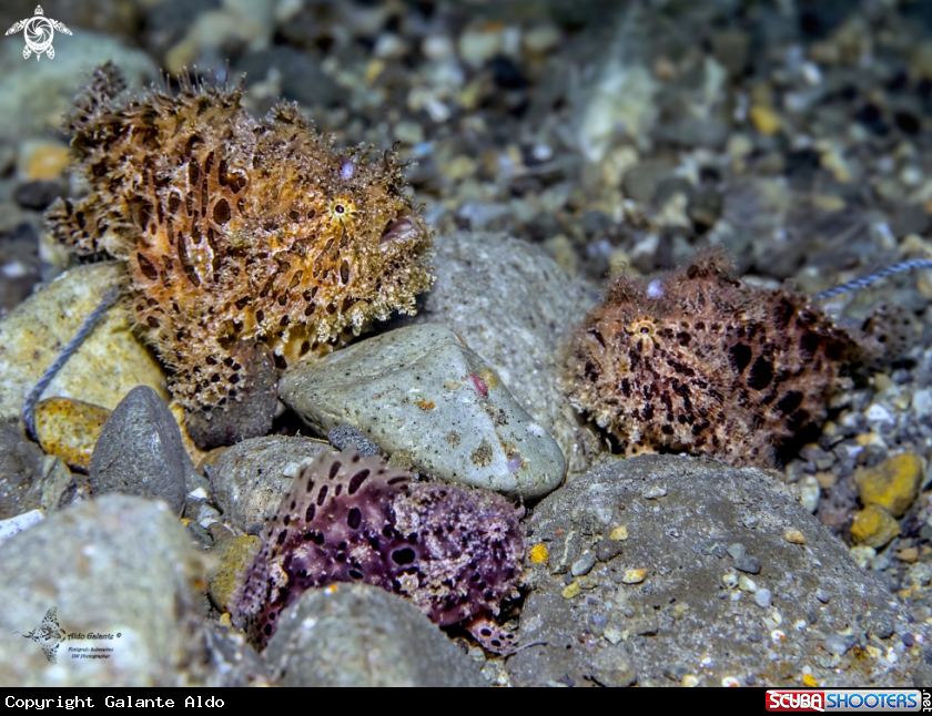 A Hairy Frogfish