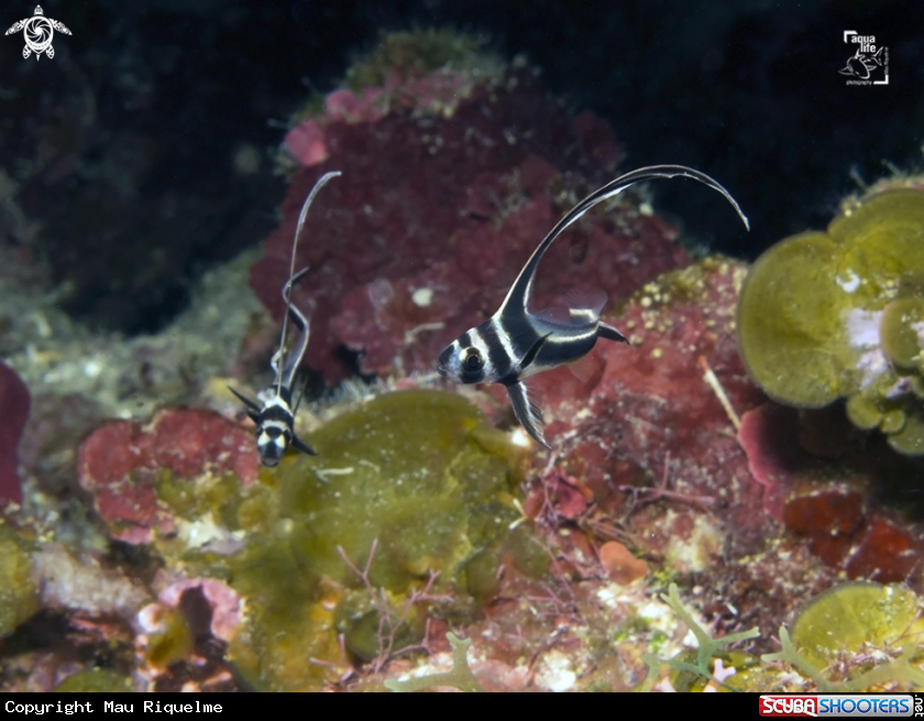 A Spotted Drumfish