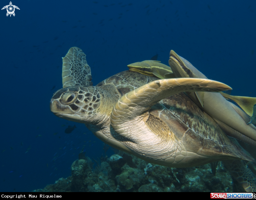 A Green Sea Turtle