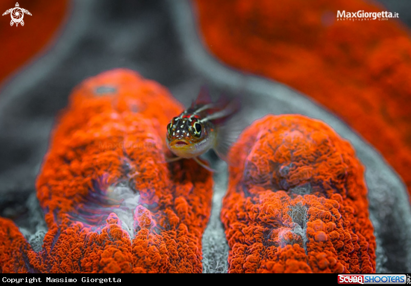 A red goby