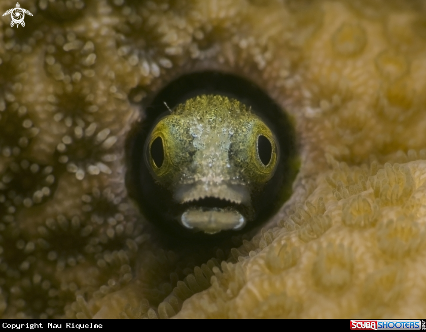A Spinyhead Blenny