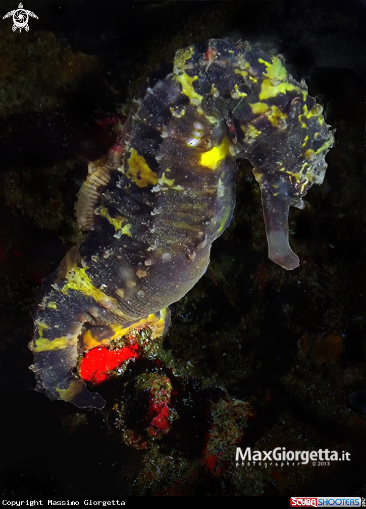 A underwater creature