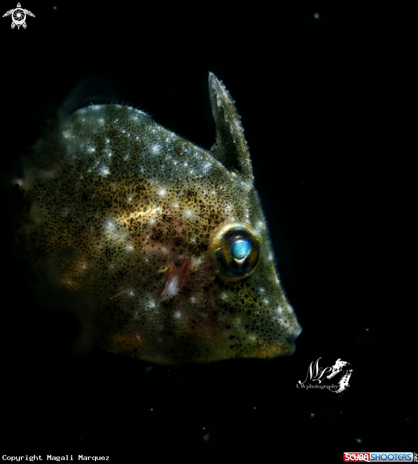 A Filefish juvenile 