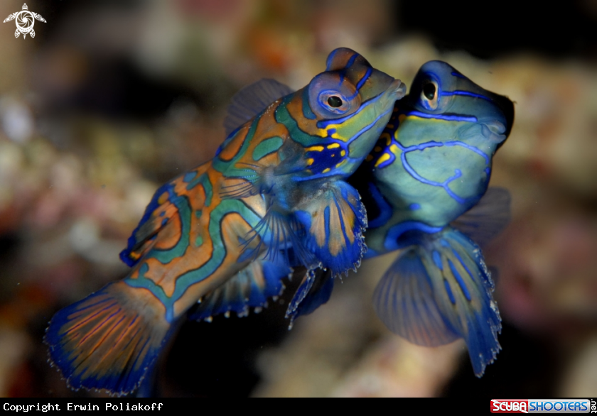 A mandarinfish