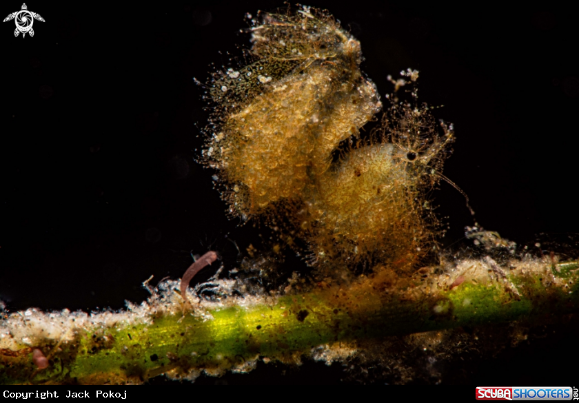 A Hairy shrimp