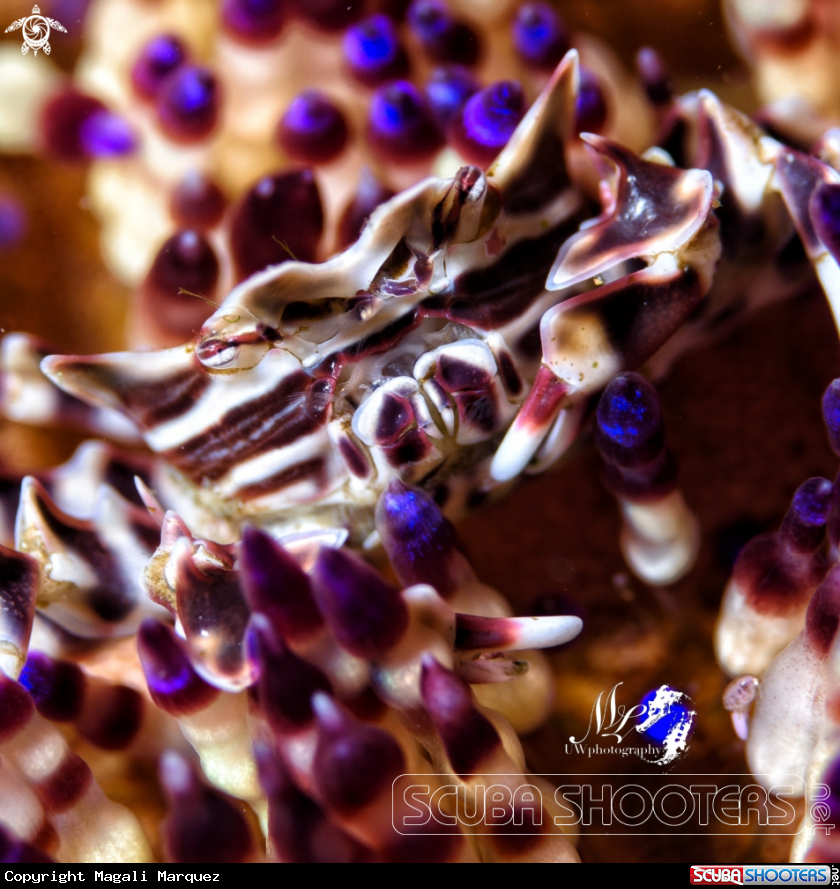 A Zebra crabs 