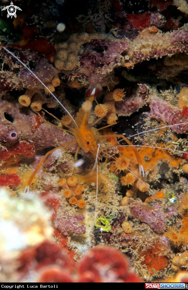 A shrimp