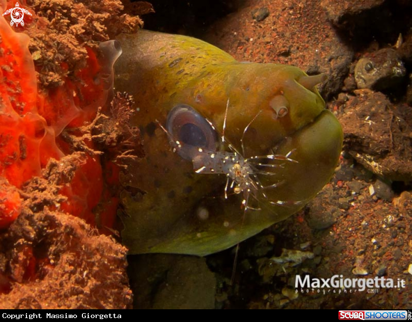 A underwater creature