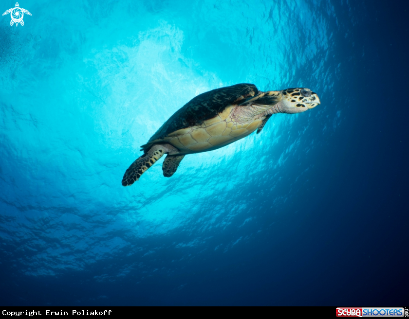 A turtle