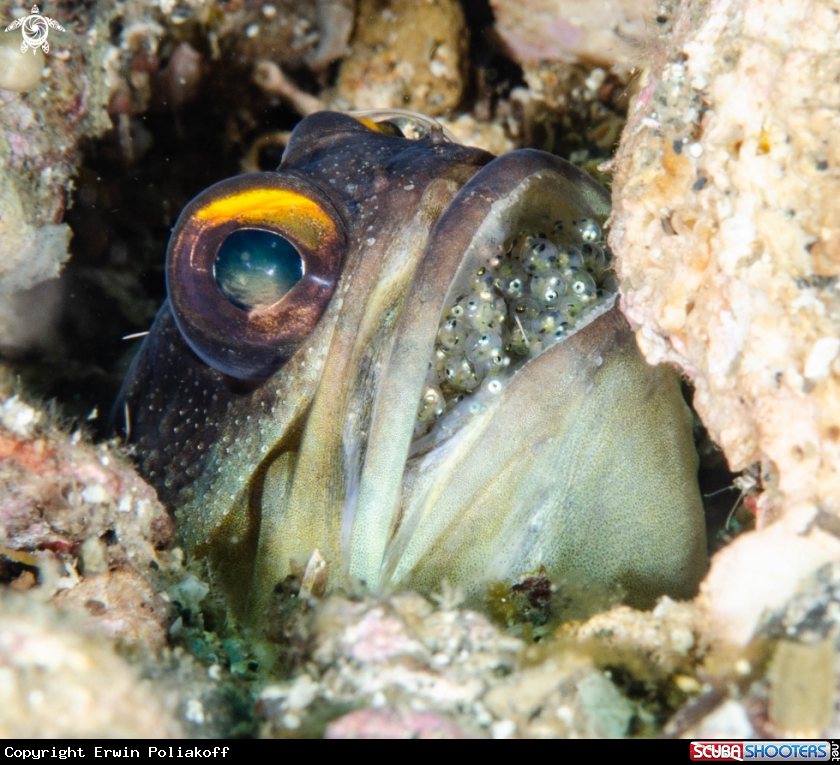 A jawfish