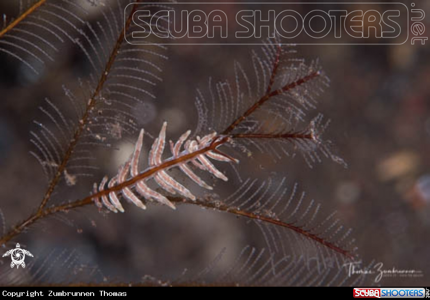 A Nudibranch 