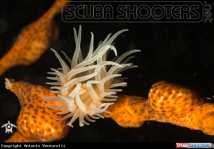 A Soft coral close up