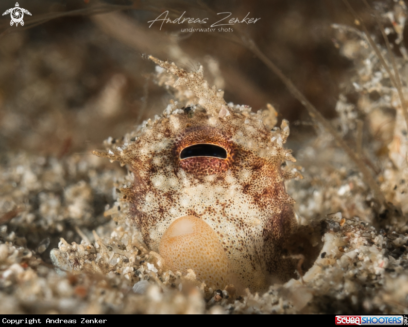 A Coconut octopus