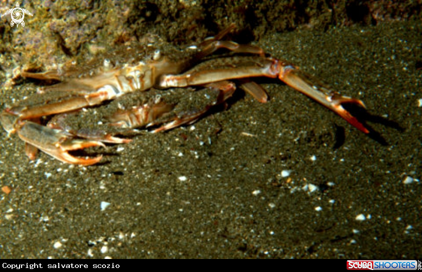 A underwater creature