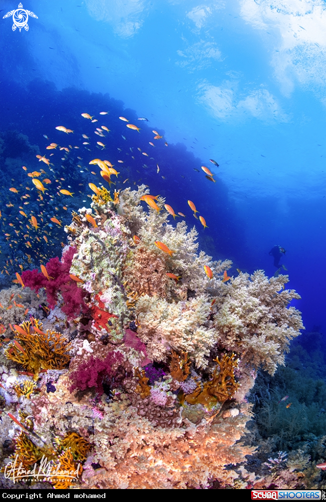 A Coral 