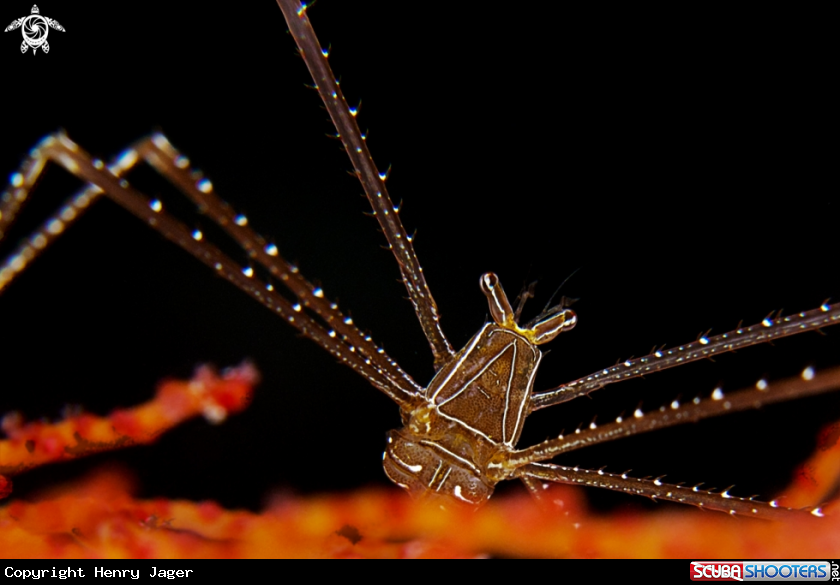 A Deep Sea Squat Lobster